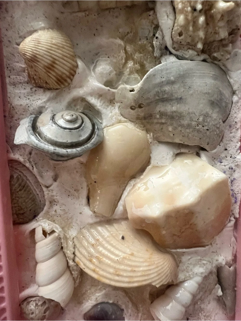 Pink Ornate Seashell Frame Accent Decor